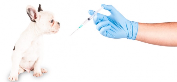 В Ивановском проведут бесплатную вакцинацию домашних животных